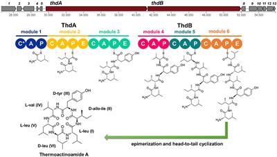 Identification of the Biosynthetic Gene Cluster of Thermoactinoamides and Discovery of New Congeners by Integrated Genome Mining and MS-Based Molecular Networking